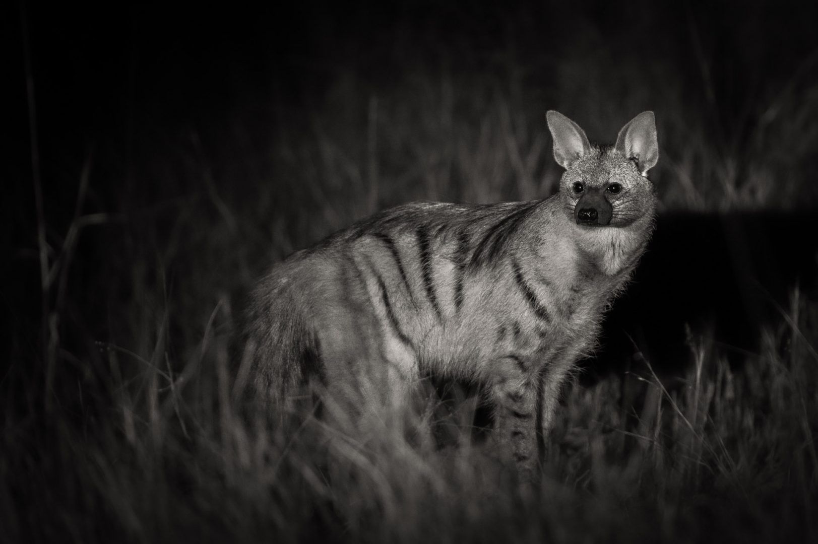 aardwolf blog 1623x1080
