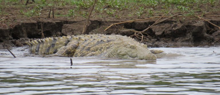 pongola game reserve (584) 2